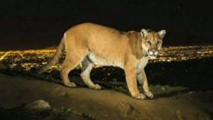 P22_mountainlion